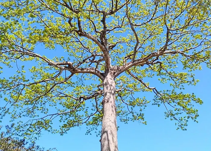 Casa Ceiba
